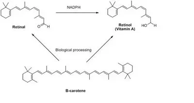 Conversion of provitamin A into Vitamin A