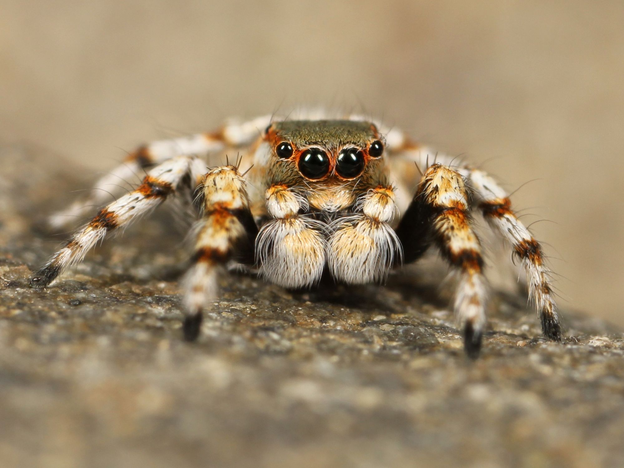 jumping-spider-111075